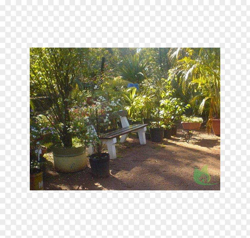 Tree Backyard Lawn Shrub Houseplant PNG