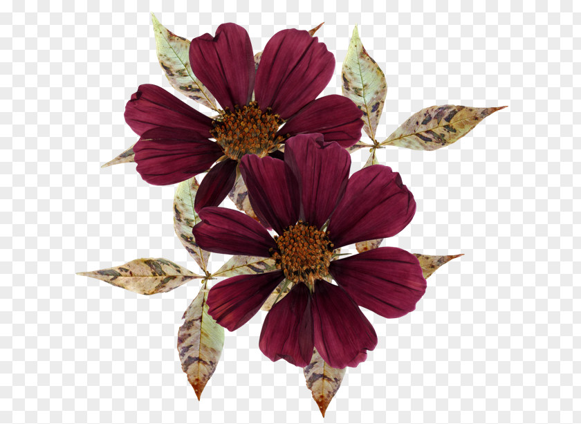 Flower Cut Flowers PNG