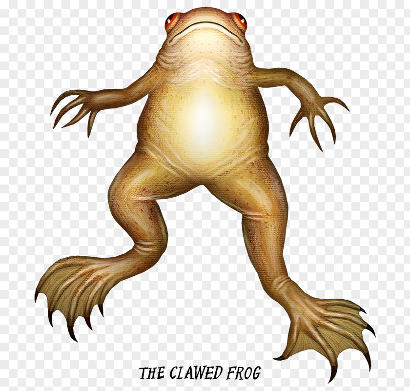 Frog African Clawed Toad Amphibians Illustration PNG