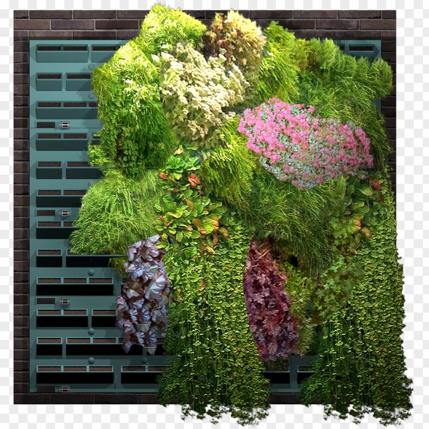 Garden Green Wall Hedge Houseplant PNG