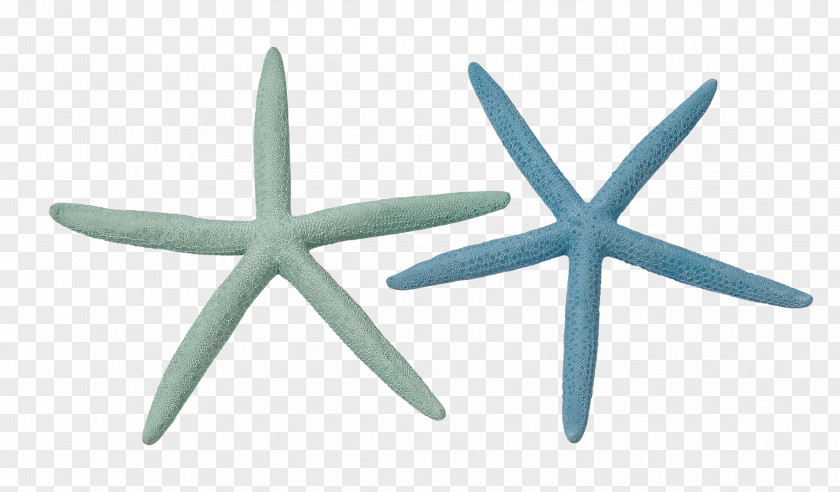 Starfish Linckia Laevigata Sea Urchin Marine Invertebrates PNG