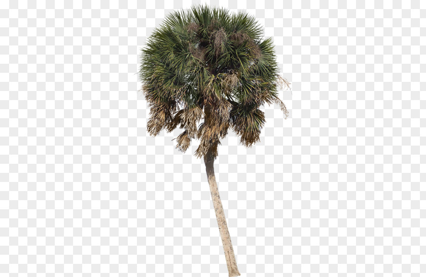 Tree Asian Palmyra Palm Arecaceae Sabal Shade PNG