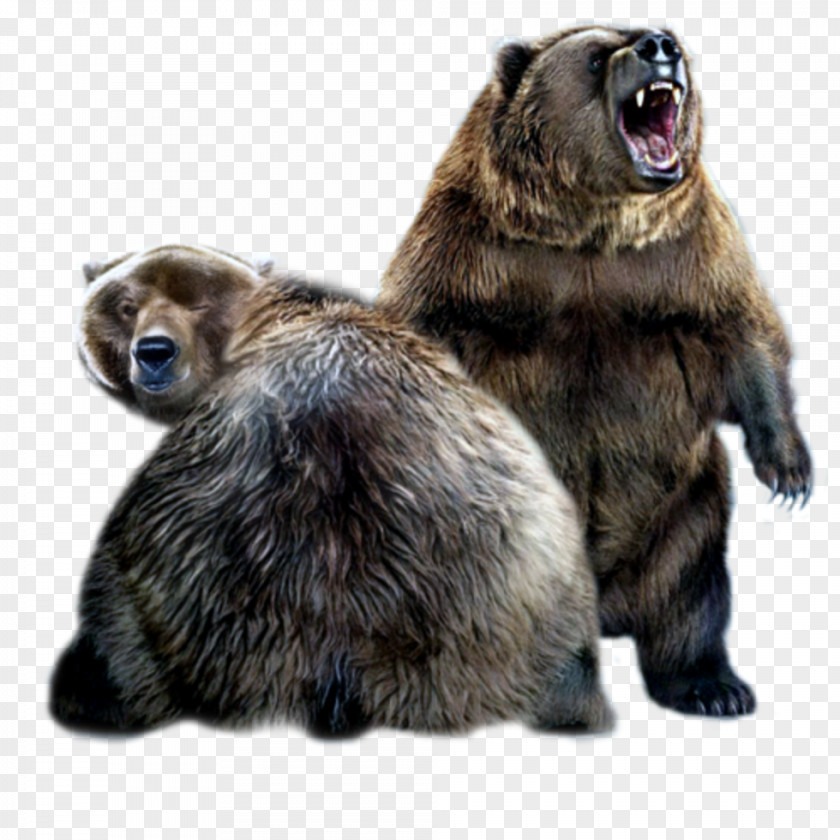 Bear Alaska Peninsula Brown Giant Panda Internet PNG