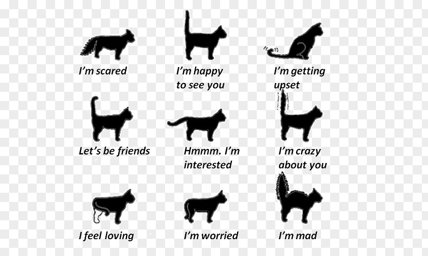 Cat Communication Kitten Tail Wagging By Dogs PNG