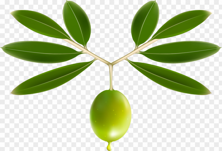 Olives Olive Oil Leaf Clip Art PNG