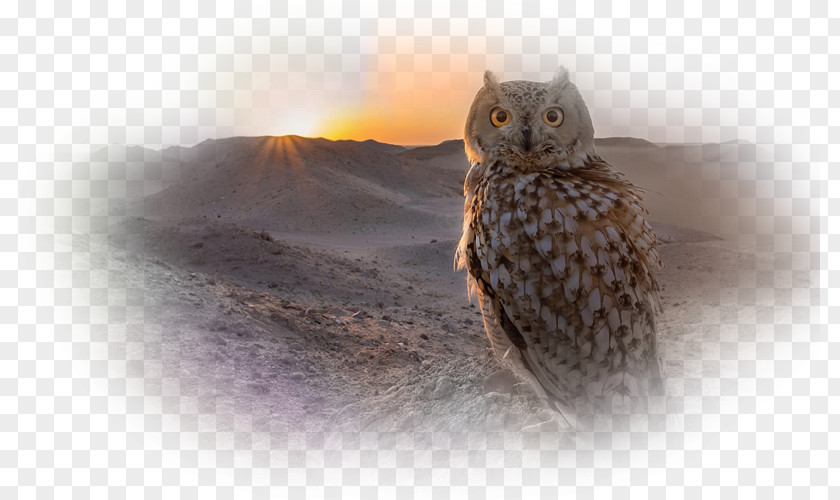 Owl Tawny Bird Desert Whiskers PNG