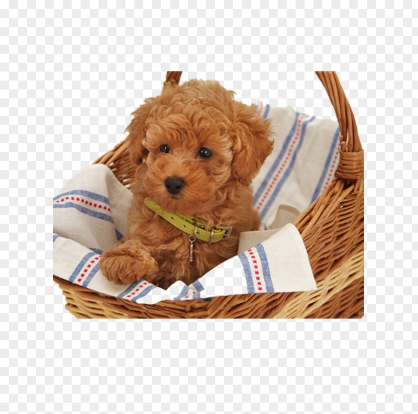Puppy Inside A Bamboo Basket Toy Poodle Tibetan Mastiff Standard Maltese Dog PNG