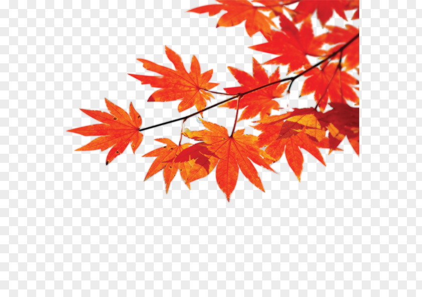 Red Leaf Autumn Poster Maple PNG