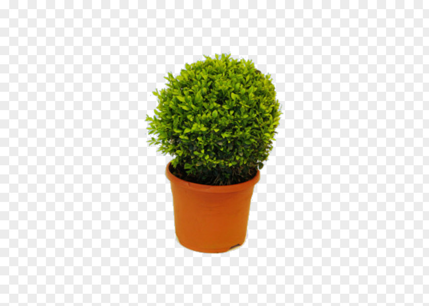 Tree Flowerpot Shrub Evergreen Houseplant PNG