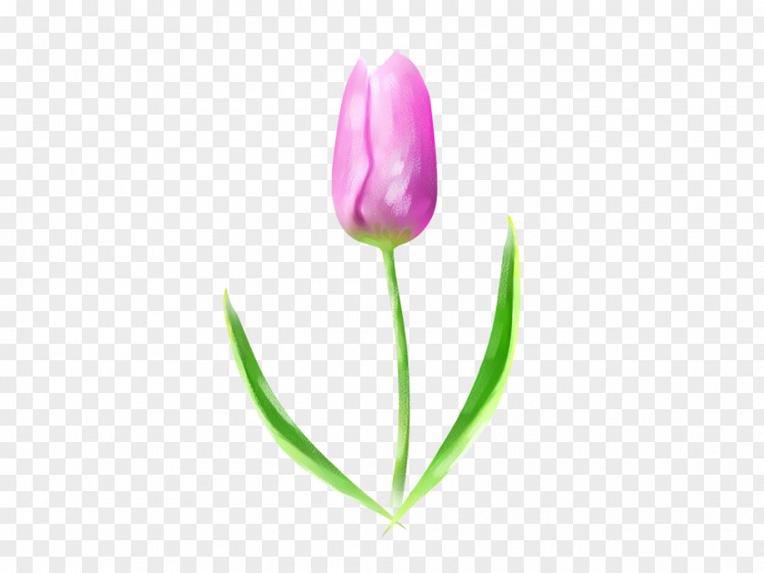 Tulip Download PNG