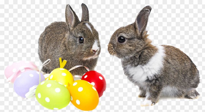 Two Rabbits Holland Lop Netherland Dwarf Rabbit Easter Bunny Domestic PNG