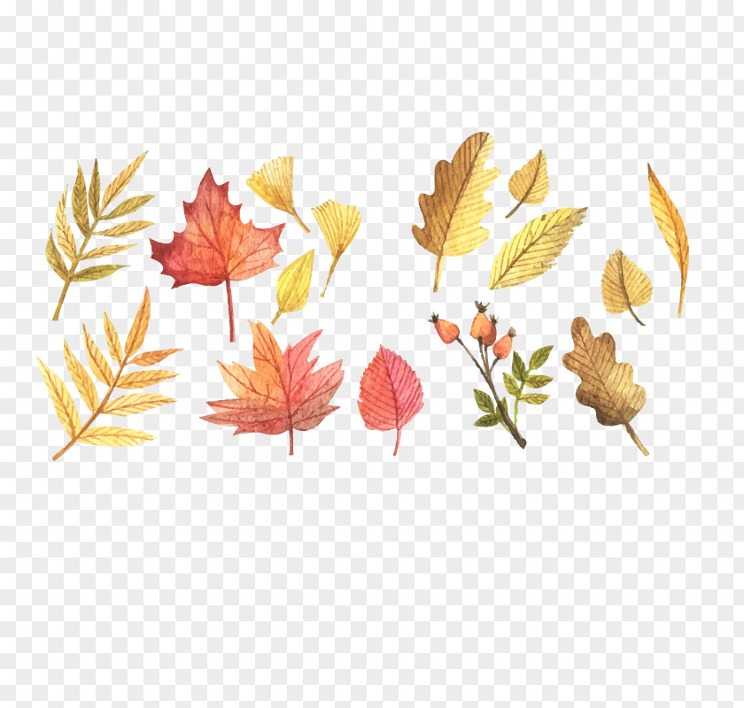 Vector Autumn Leaves Leaf Color Clip Art PNG
