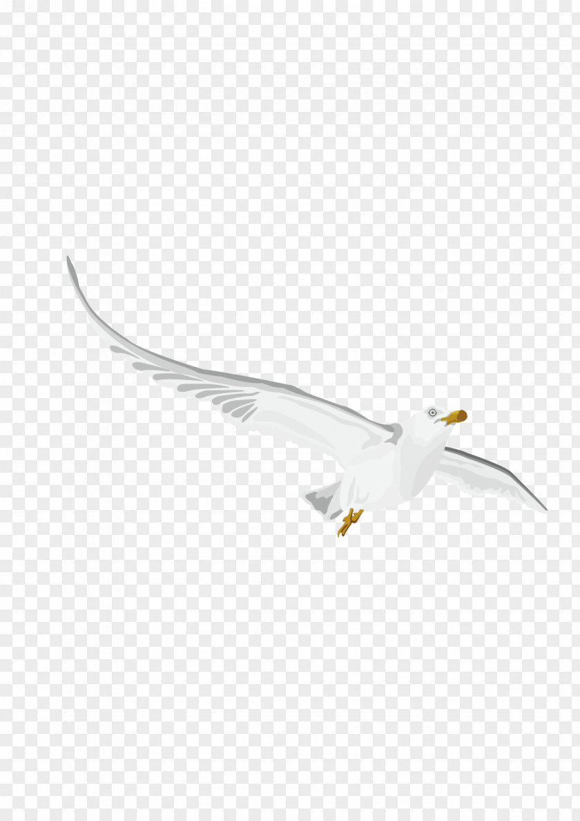 Vector Pigeons Euclidean Drawing PNG