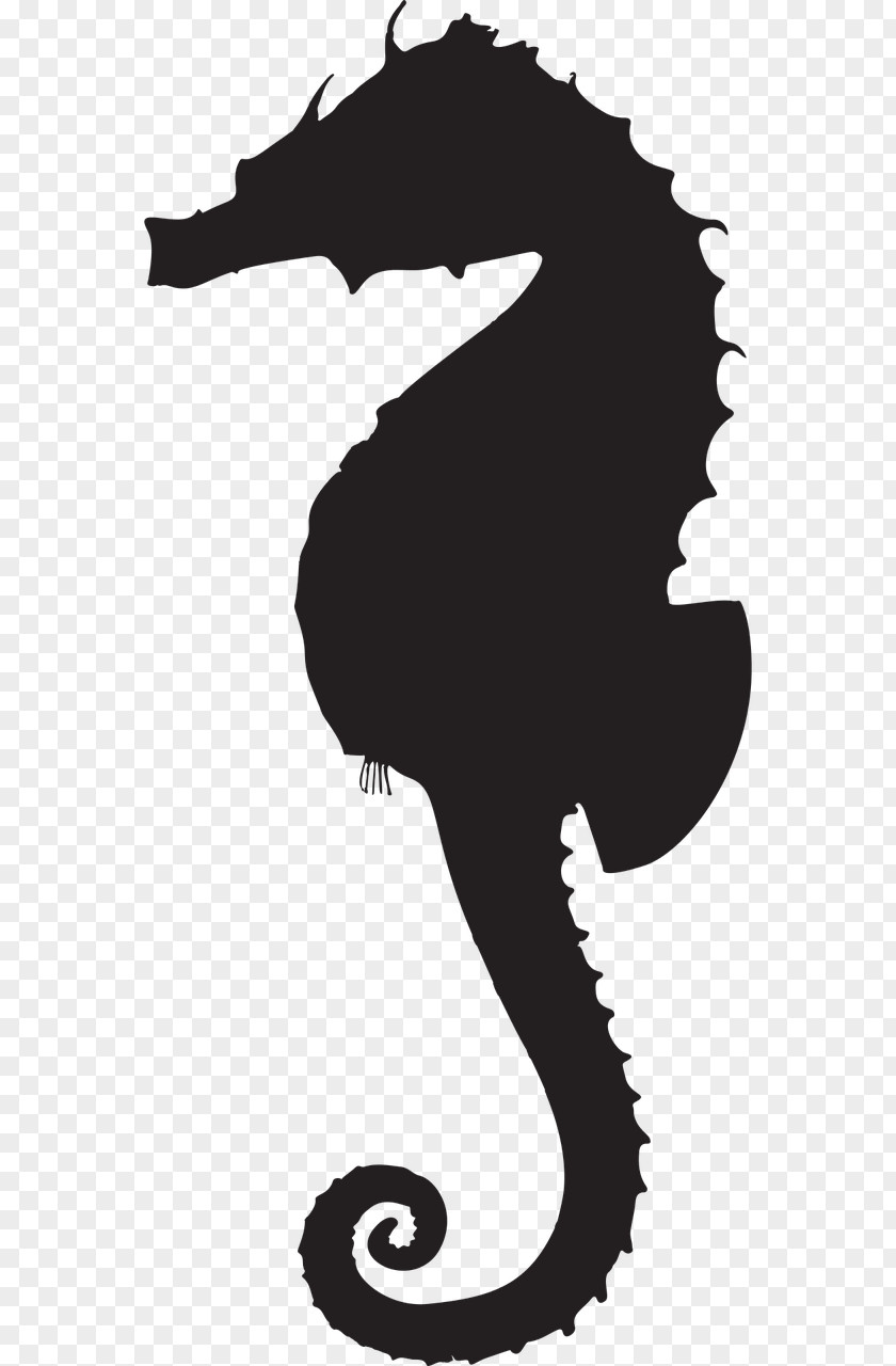 Animal Silhouettes Seahorse Silhouette Clip Art PNG
