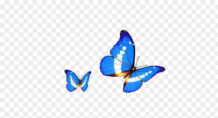 Cartoon Butterfly Transparency And Translucency Android Computer PNG