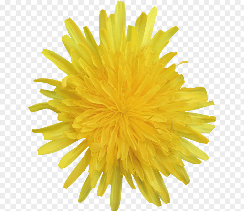 Flower Yellow Dandelion Photography White PNG