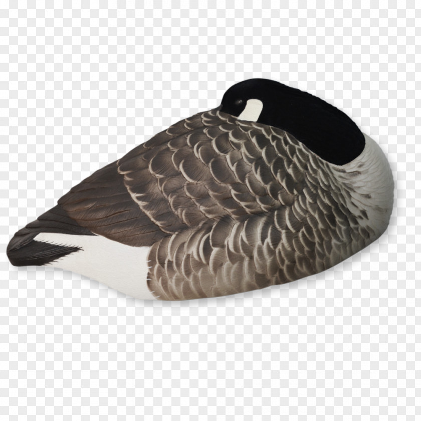 Goose Greylag Duck Mallard Canada PNG