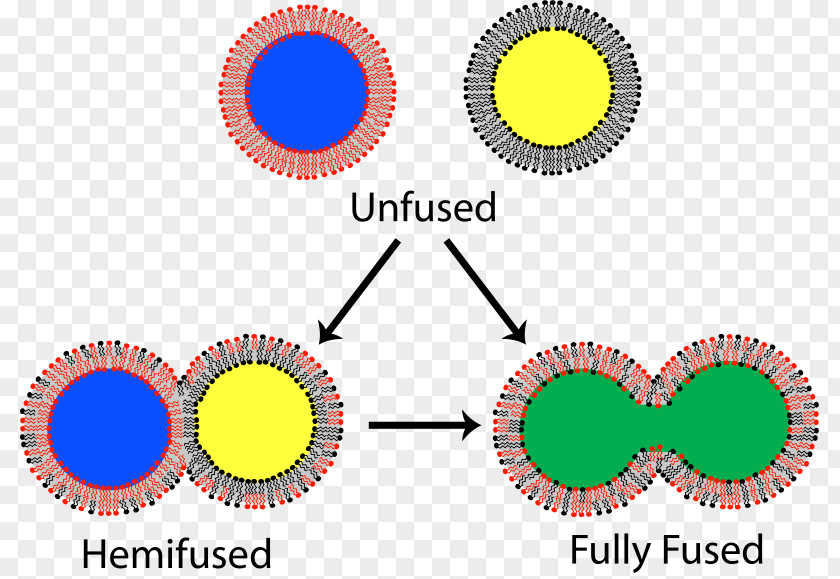 Leaflet Lipid Bilayer Fusion Model PNG