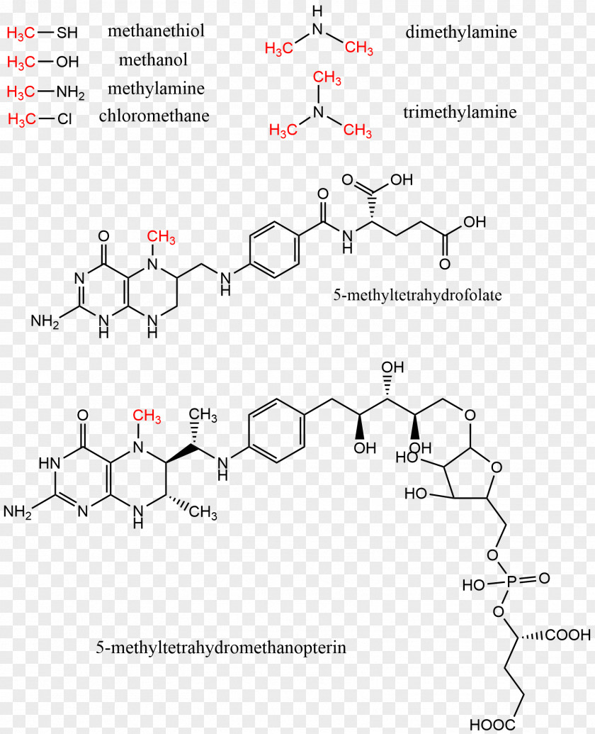 Methyl Group Methyltransferase S-Adenosyl Methionine Levomefolic Acid PNG