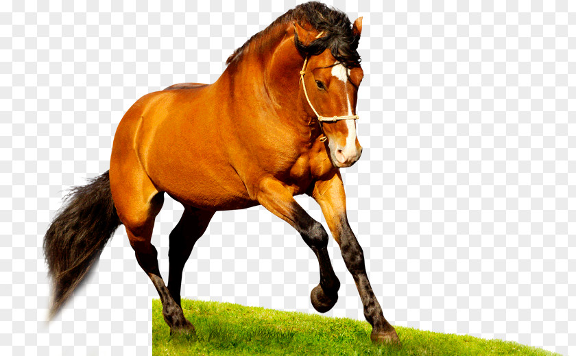 Mustang Desktop Wallpaper American Quarter Horse High-definition Television 1080p PNG
