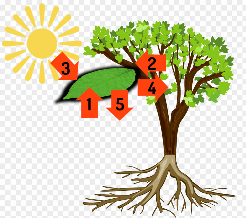 Plant Tree Poster Background PNG