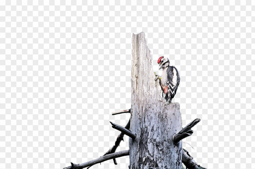 Tree PNG