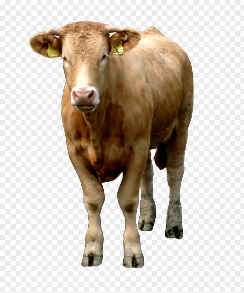 Brown Cow Image Cattle PNG