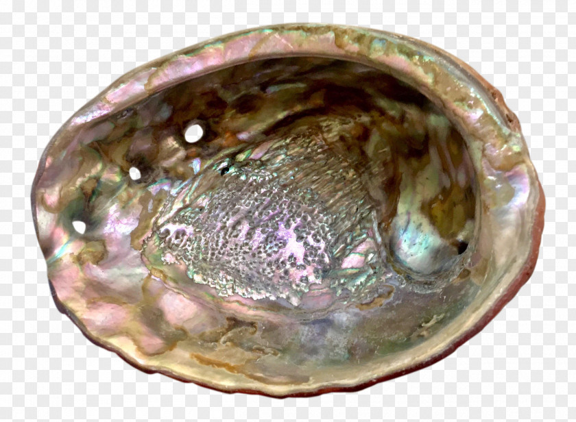 Clam Abalone PNG