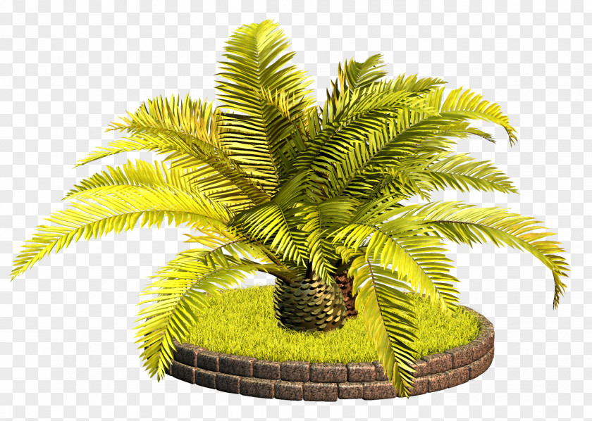 Date Palm Trees Coconut Photography Asian Palmyra PNG