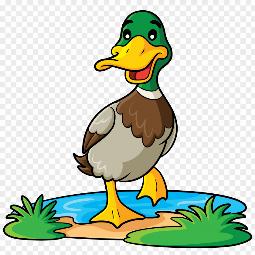 Duck Mallard Cartoon Clip Art PNG