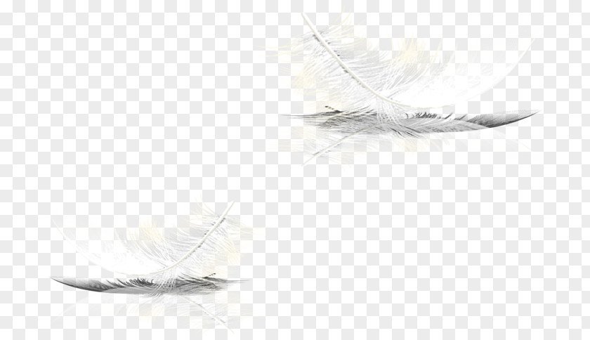 Floating Feather Black And White Grey Pattern PNG