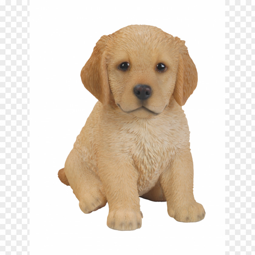 Golden Retriever Labrador Puppy Dog Breed Companion PNG