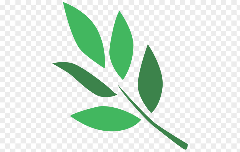 Olive Leaf DeviantArt Cutie Mark Crusaders Photography PNG