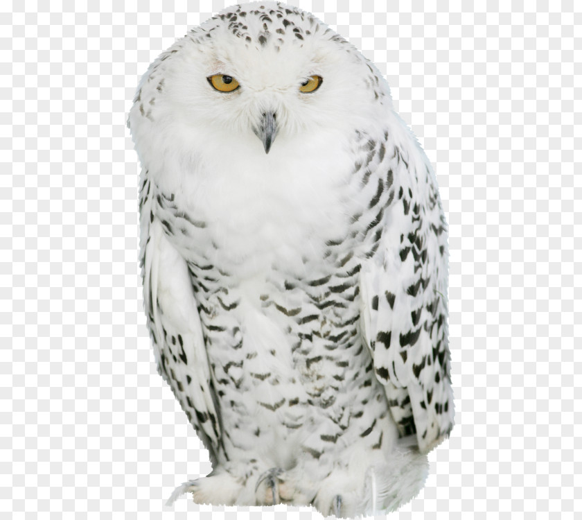 Owl Great Grey Snowy Barn IPad PNG