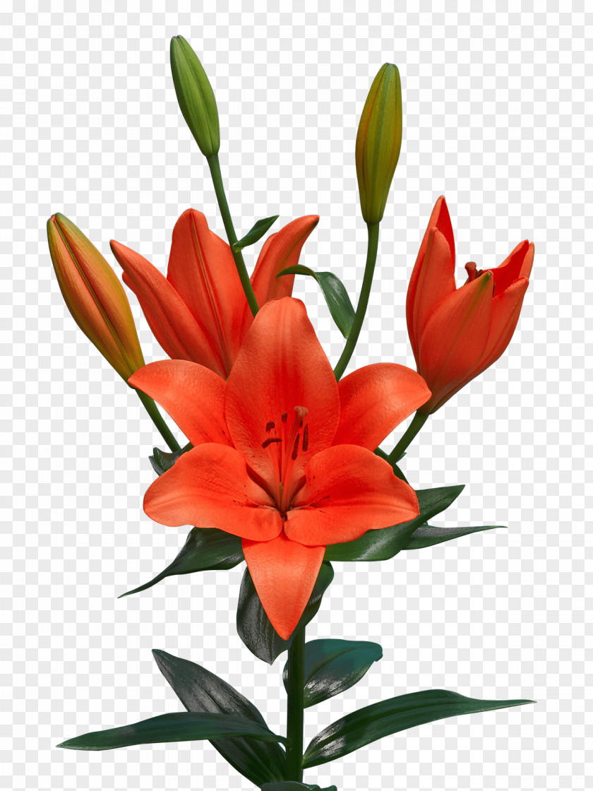 Bulb Orange Lily Sunderland A.F.C. Cut Flowers Tulip PNG