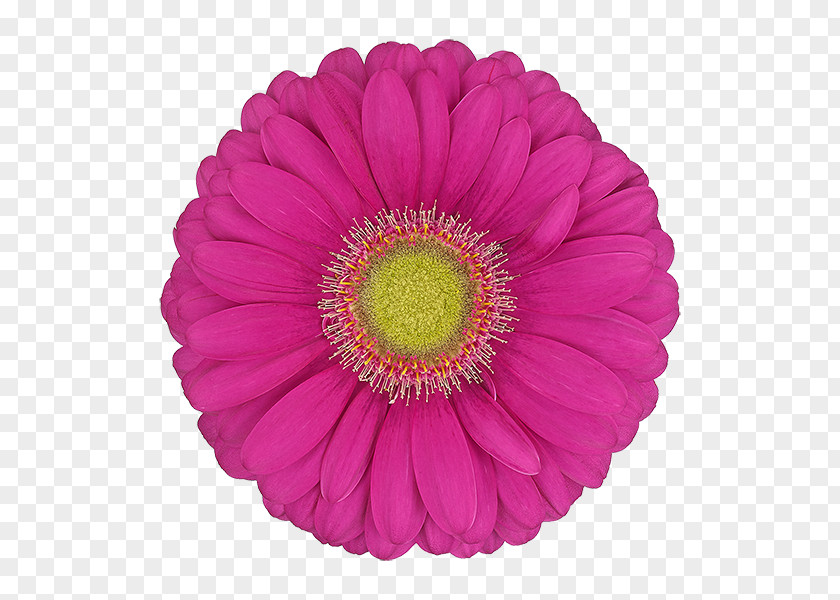 Daisy Family Cut Flowers Barberton Gerbera Flower Pink Petal PNG