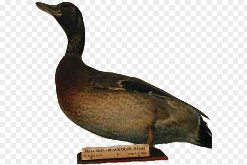 Goose Mallard Duck Decoy Xenia PNG