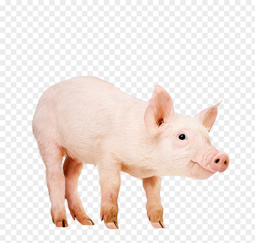 Les Animaux De La Ferme Domestic Pig Piglet Wibbly Likes Bananas Image PNG