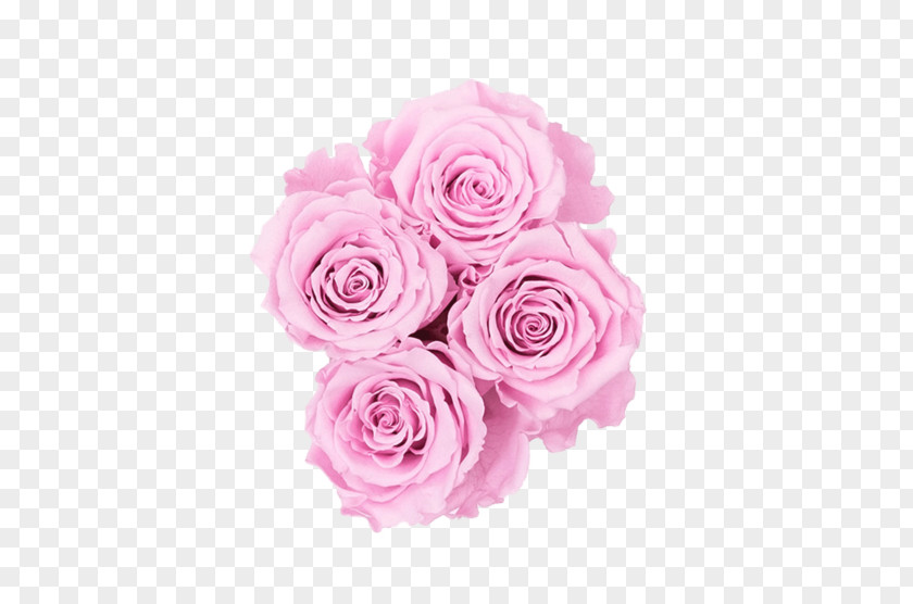 Rose Bridal Pink One Year Garden Roses Cabbage Flower Bouquet Cut Flowers PNG