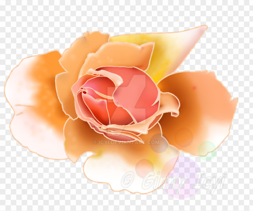 Rose Garden Roses Pink M Petal PNG