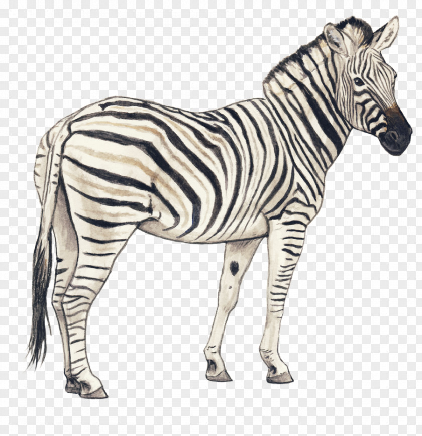 Zebra Clipart Quagga Pencil Drawing Horse PNG