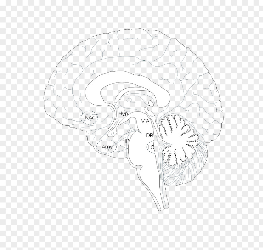 Zika Virus Brain Sketch Product Design Line Art PNG