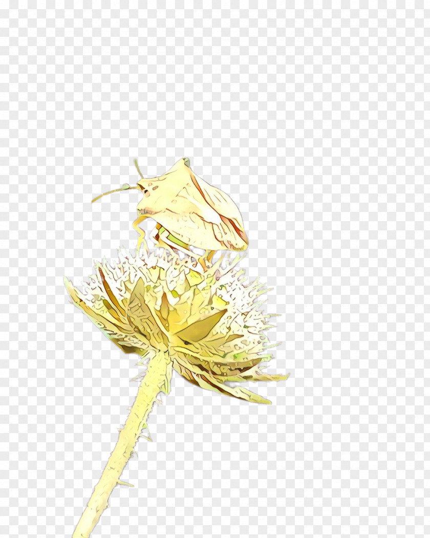 Dandelion Yellow Flower Plant PNG