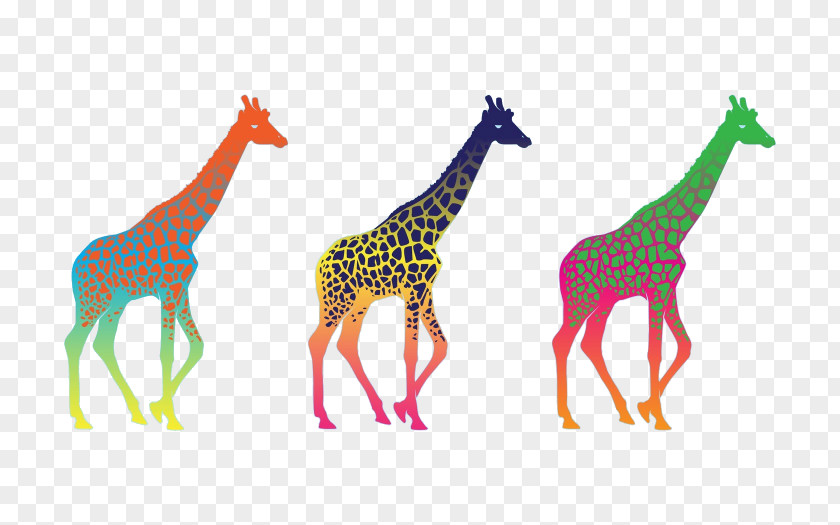 Giraffe Desktop Wallpaper Display Resolution High-definition Television PNG