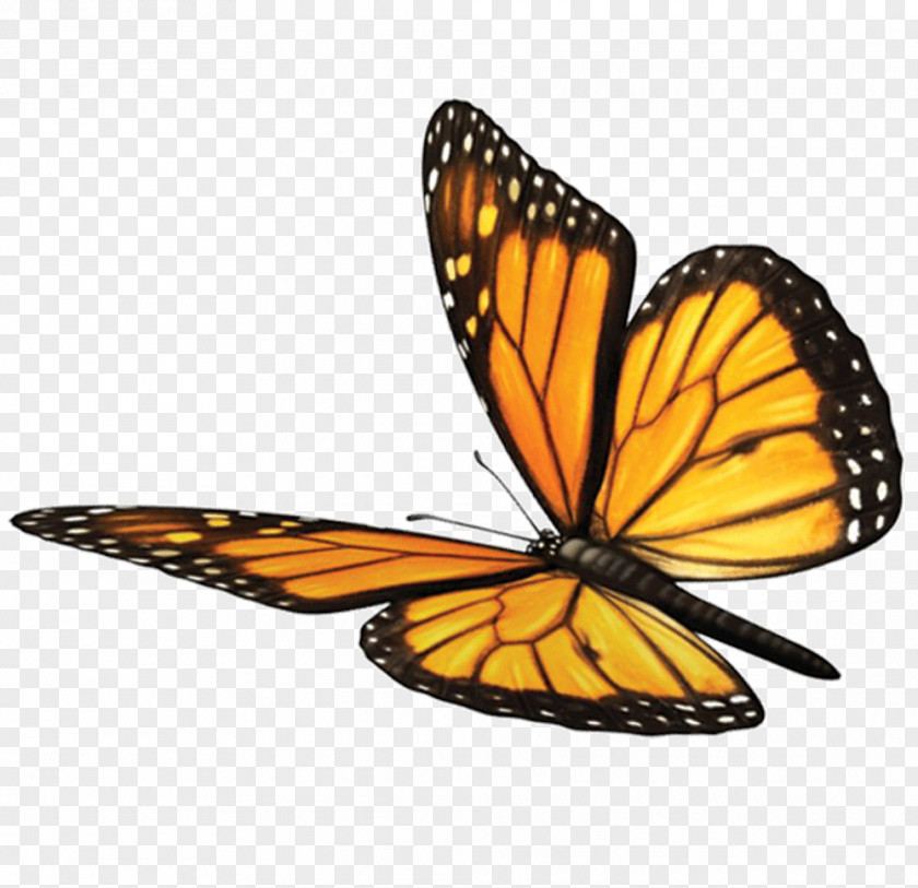 Monarch Butterfly Spirituality Soul Sundara Fawn Mind PNG