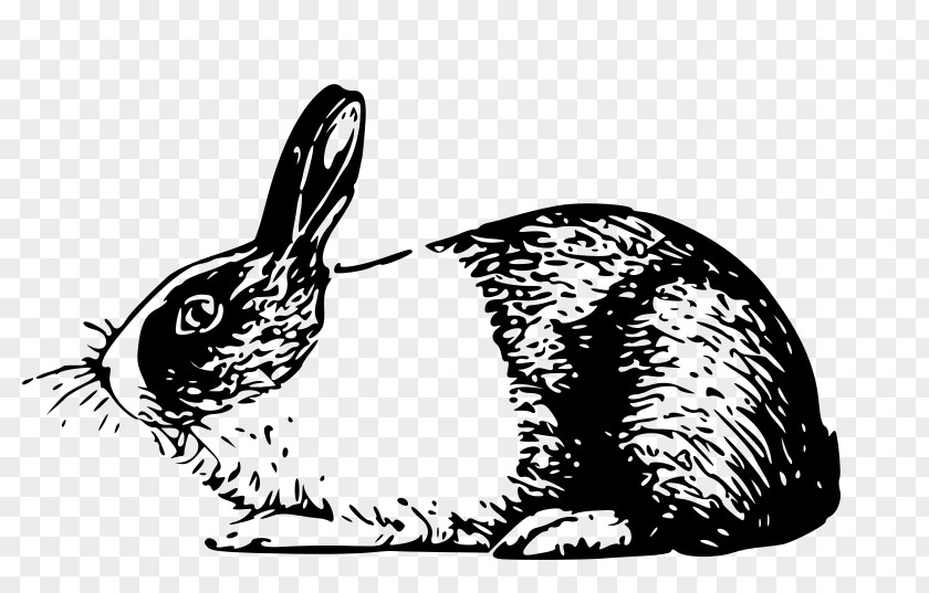 Rabbit White Hare Clip Art PNG