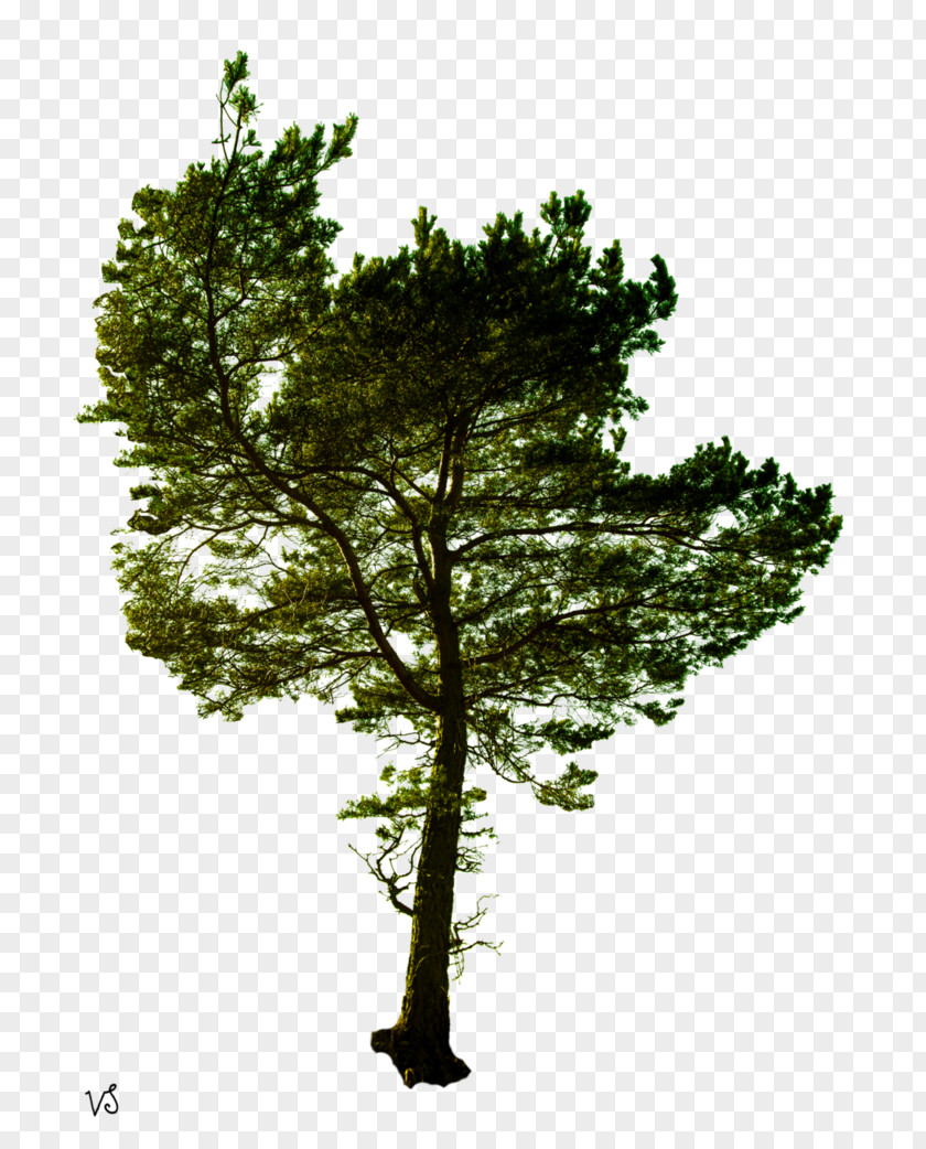 Tree Pine Photography Royalty-free PNG