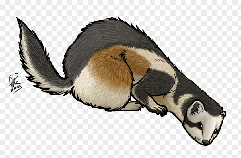 Ferret Fur Snout Wildlife PNG