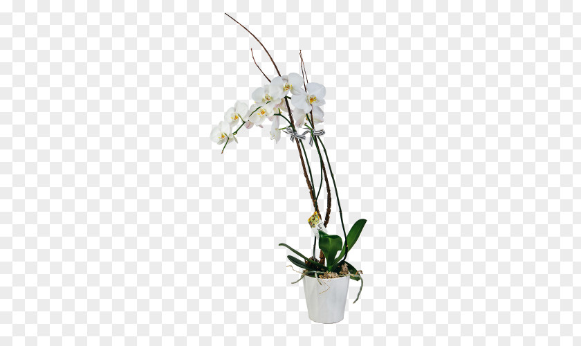 Flower Moth Orchids Floral Design Dendrobium Flowerpot Cut Flowers PNG
