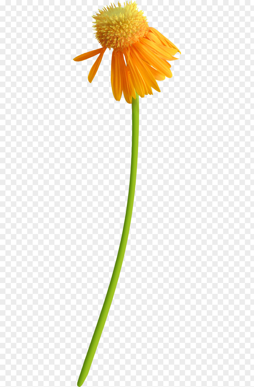 Flower Transvaal Daisy Petal Clip Art PNG